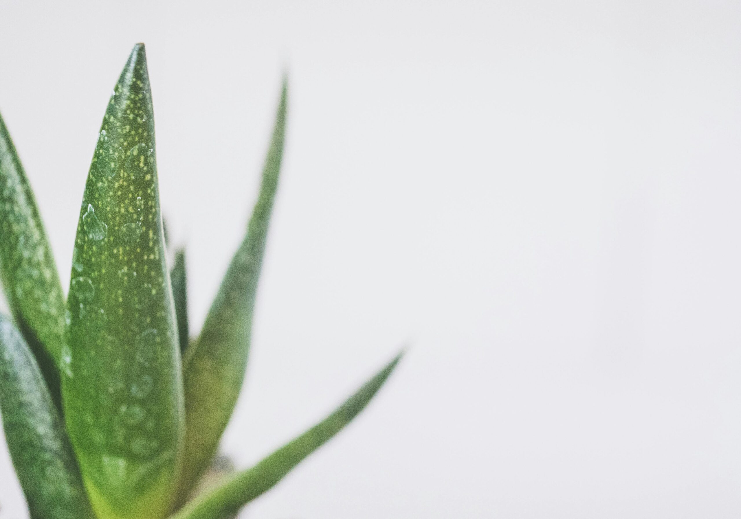 Comment ne plus se gratter après une piqûre de moustique ? 5 remèdes naturels qui soulagent